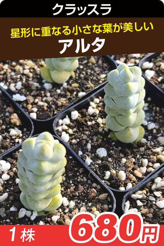 アルタ　クラッスラ▲　１株
