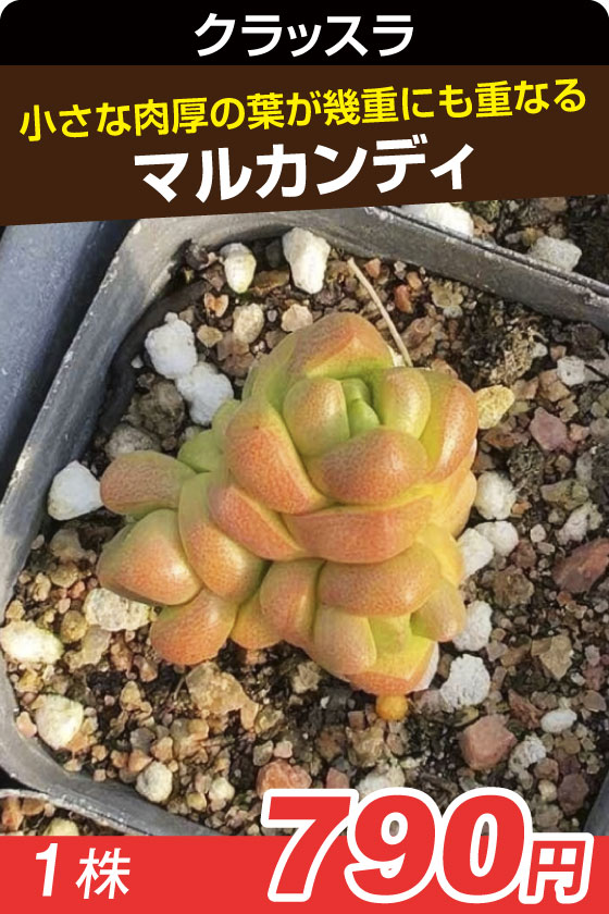 マルカンディ　クラッスラ▲　①