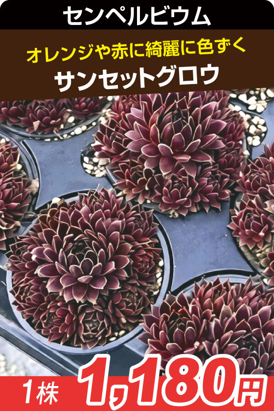 サンセットグロ・センペル▲　①