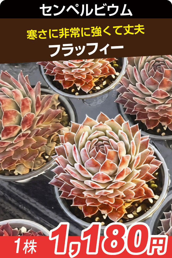 フラッフィ・センペルビウ▲　①