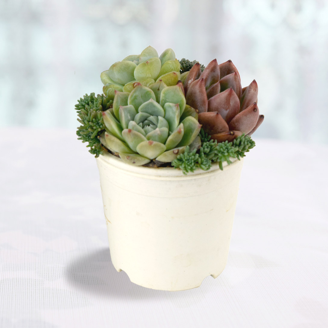 多肉植物 エケベリア かわい子ちゃん寄せ植え 1鉢