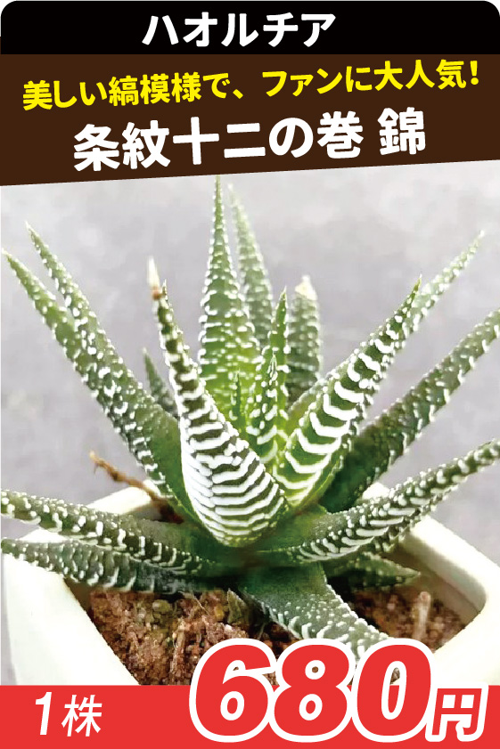 条紋十ニの巻 錦▲ ①