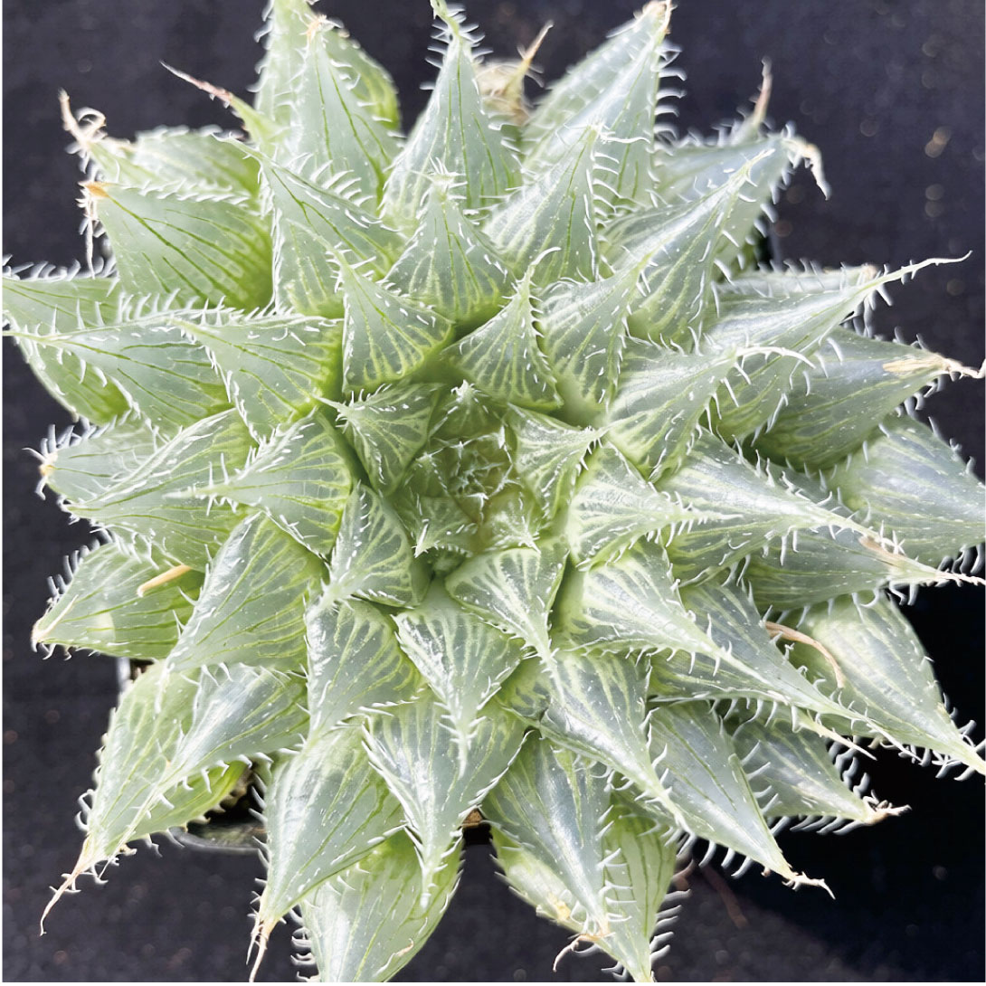 多肉植物 ハオルチア ブラックベア・ダイアナ 1株 ［9月号カタログ掲載予定]