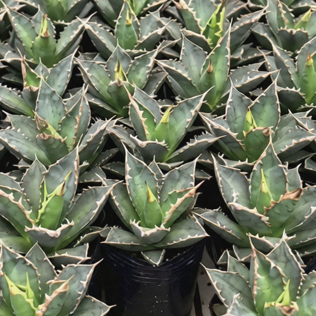 多肉植物 アガベ ティタノタ「ウェアウルフ」 1株 ［9月号カタログ掲載予定]