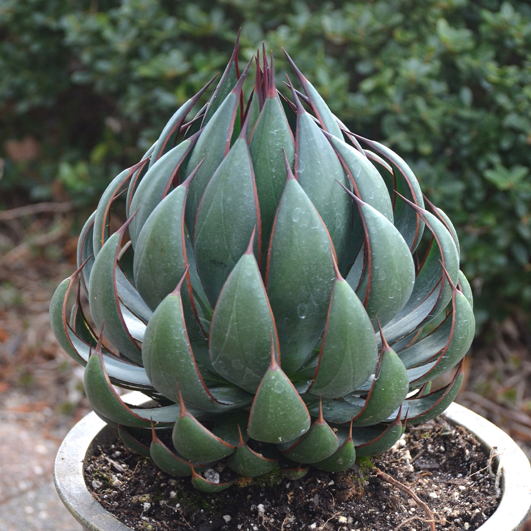 多肉植物 マンガベ プレイングハンズ 1株 品種登録出願中 ［9月号カタログ掲載予定]