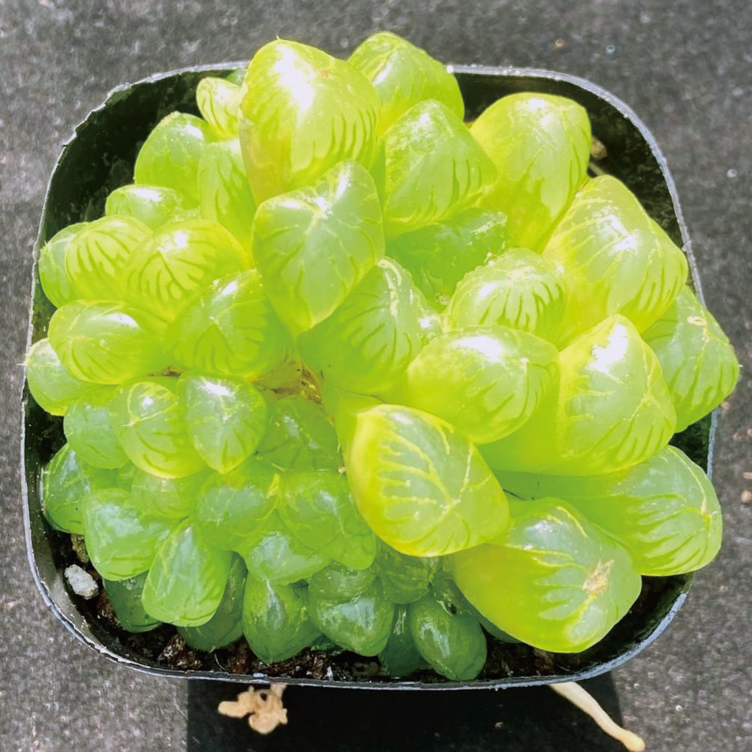 多肉植物 ハオルチア クーパー 1株 ［9月号カタログ掲載予定]