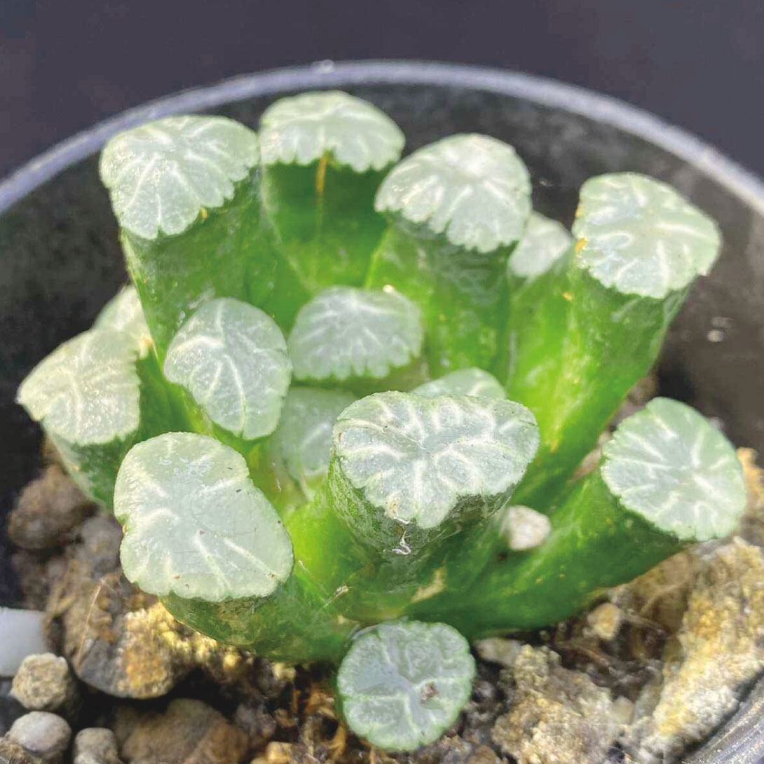 多肉植物 ハオルチア アイススノー 1株 ［9月号カタログ掲載予定]