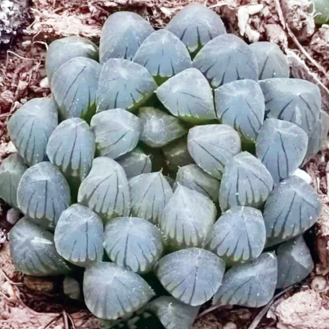 多肉植物 ハオルチア ブラックスキン 1株 ［9月号カタログ掲載予定]