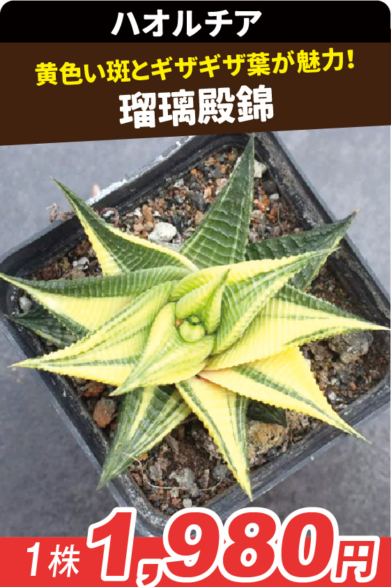 瑠璃殿錦▲ ①