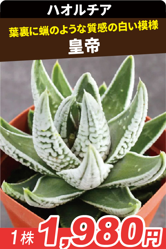 皇帝▲ ①