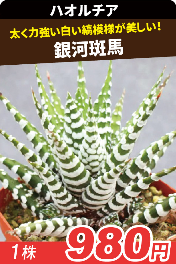 銀河斑馬▲ ①