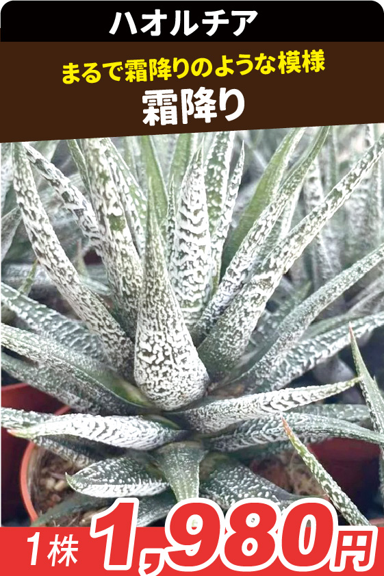 霜降り▲ ①