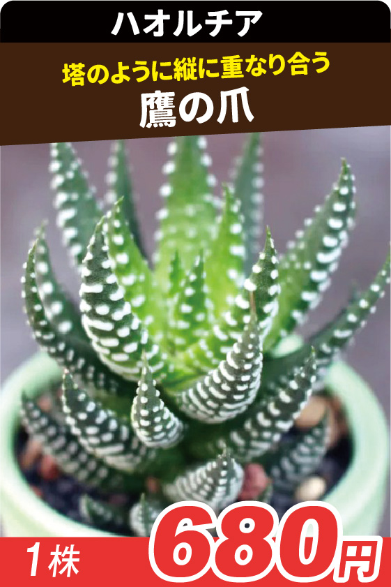 鷹の爪▲ ①