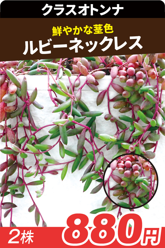 ルビーネックレス 多肉▲ 2株