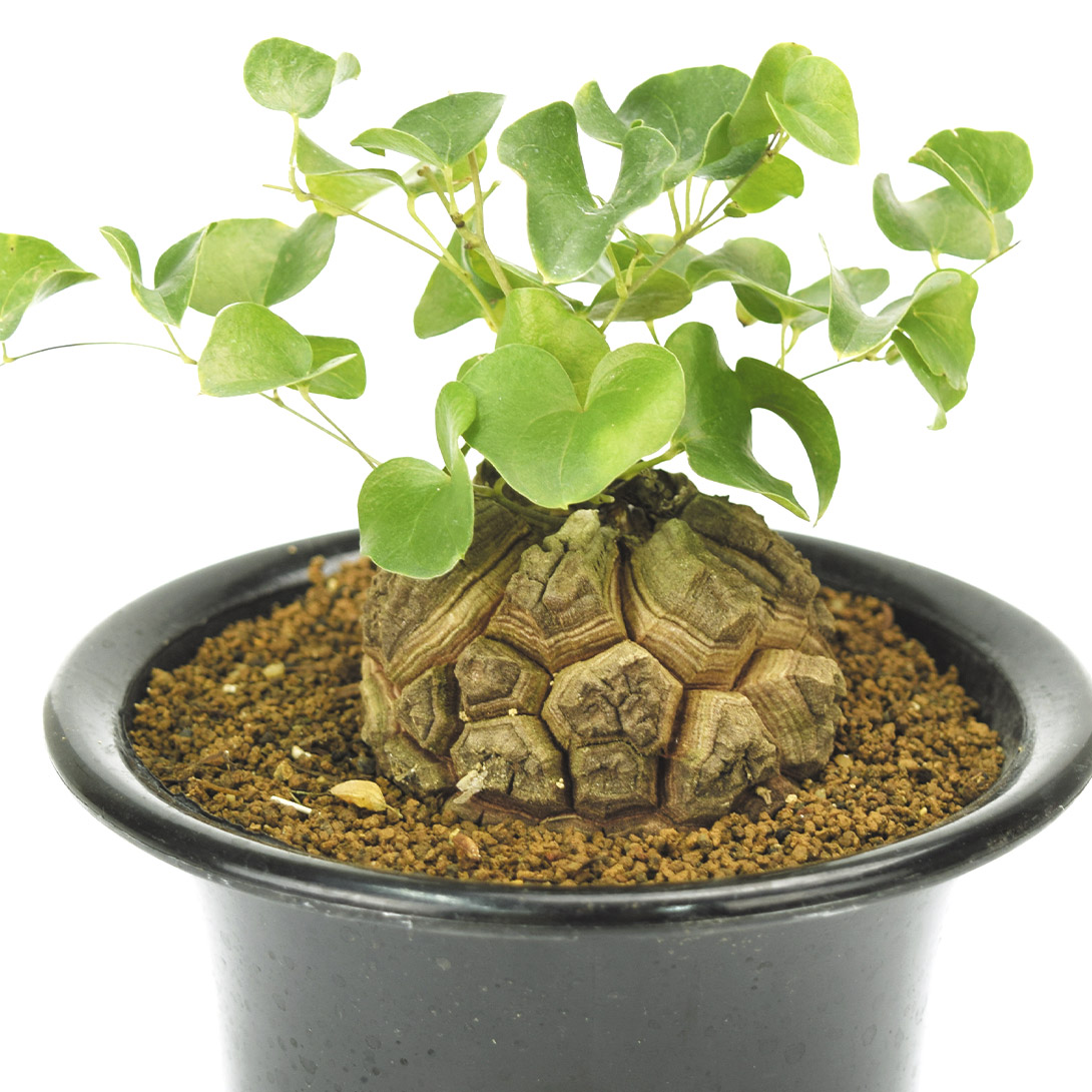 多肉植物 亀甲竜 1株 ［9月号カタログ掲載予定]