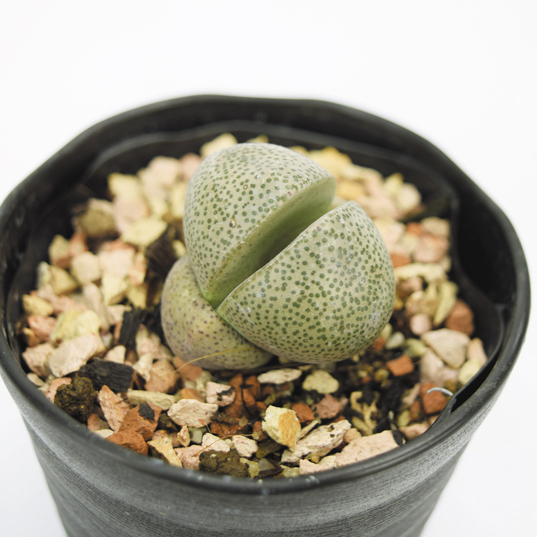 多肉植物 メセン 割れたまご (帝玉) 1株 ［9月号カタログ掲載予定]