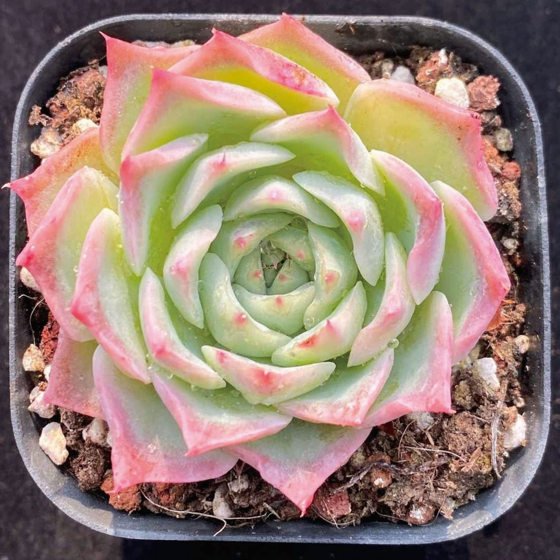 多肉植物 エケベリア アースリーパラダイス 1株 ［9月号カタログ掲載予定]