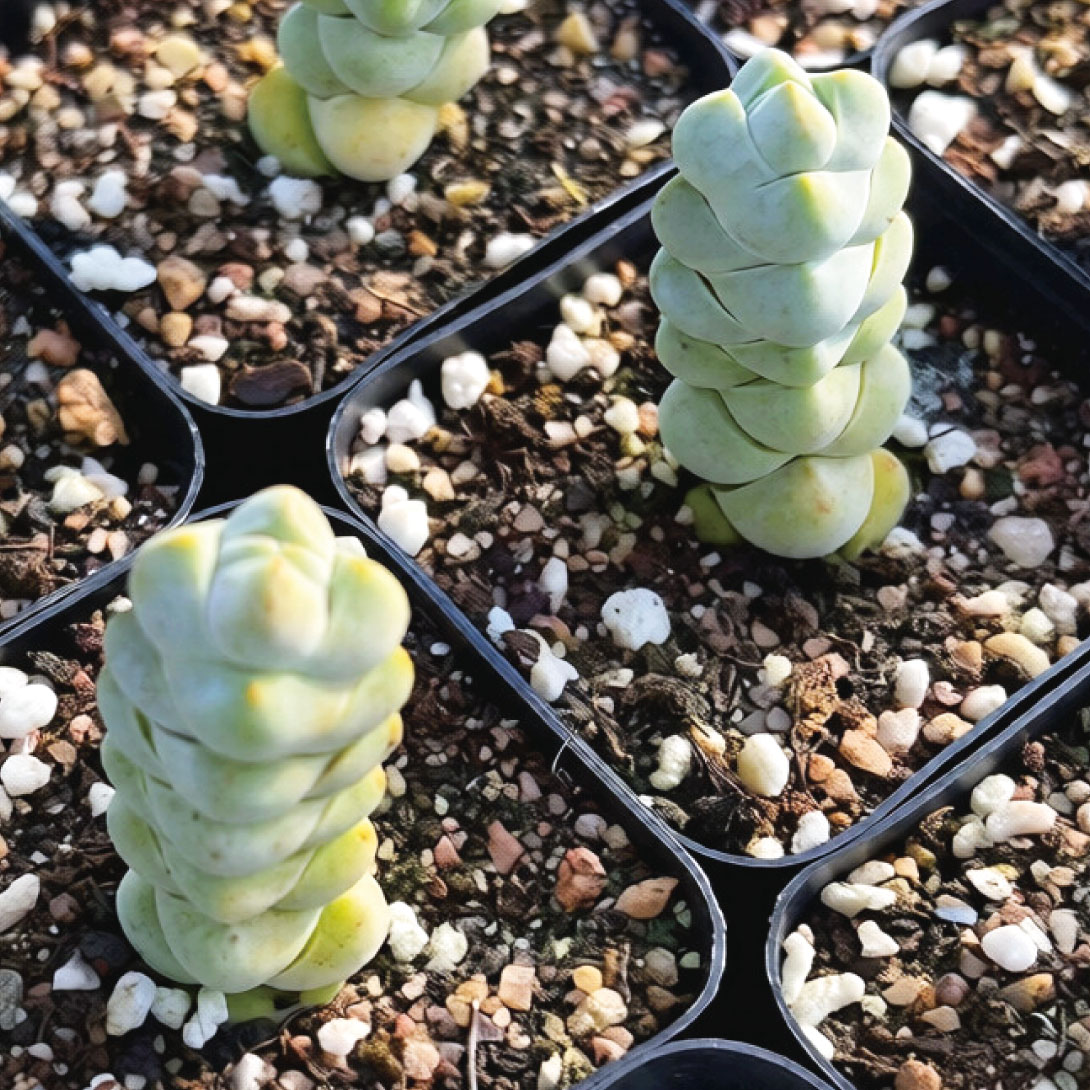 多肉植物 クラッスラ アルタ 1株 ［9月号カタログ掲載予定]