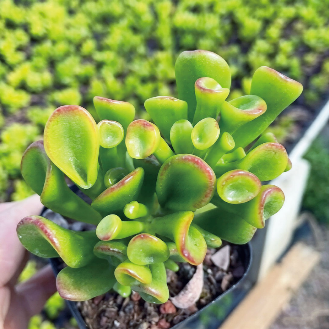 多肉植物 クラッスラ オバタ ゴラム 1株 ［9月号カタログ掲載予定]