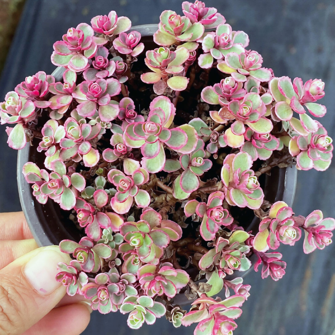 多肉植物 セダム ヒマワリ 1株 ［9月号カタログ掲載予定]