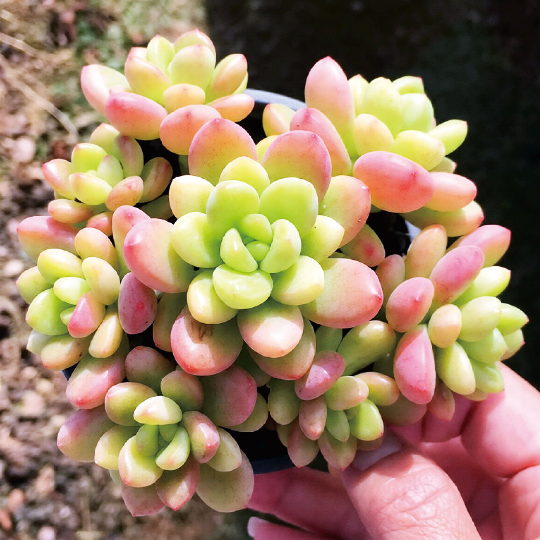 多肉植物 セダム イエローレモンクラスター 1株 ［9月号カタログ掲載予定]