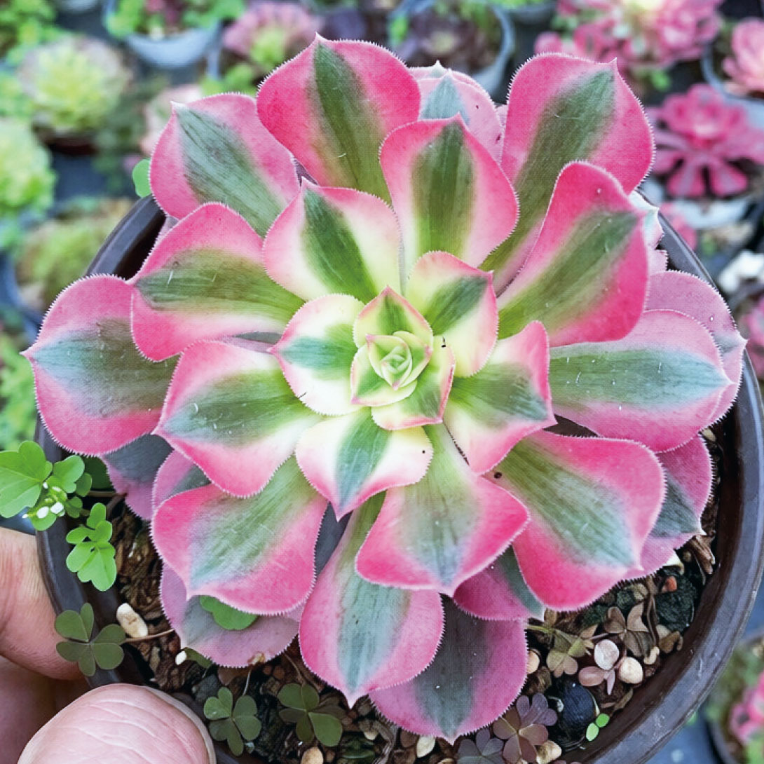 多肉植物 アエオニウム ウィッチ 1株 ［9月号カタログ掲載予定]