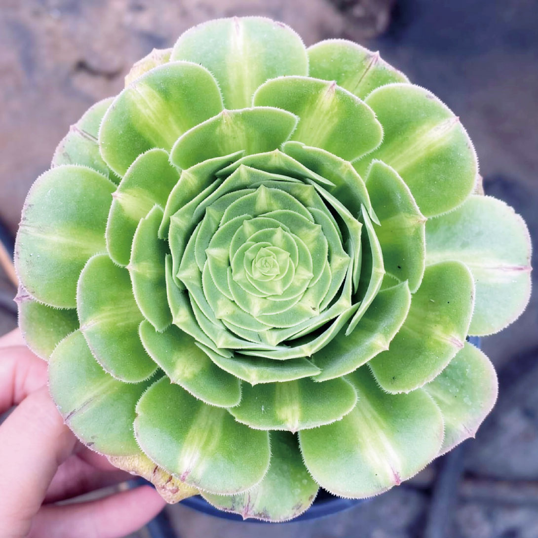 多肉植物 アエオニウム グリーンジェイド 1株 ［9月号カタログ掲載予定]