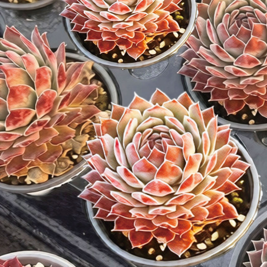 多肉植物 センペルビウム フラッフィー 1株 ［9月号カタログ掲載予定]