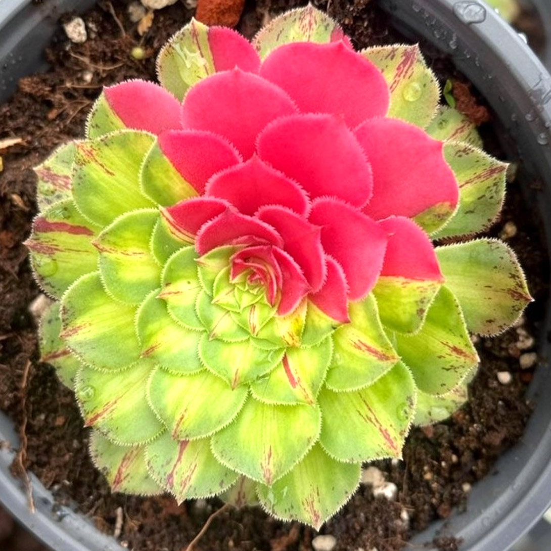 多肉植物 アエオニウム チフォ 1株