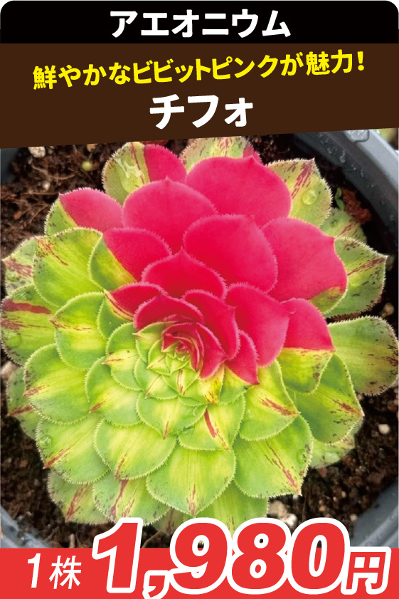 チフォ アエオニ▲ ①