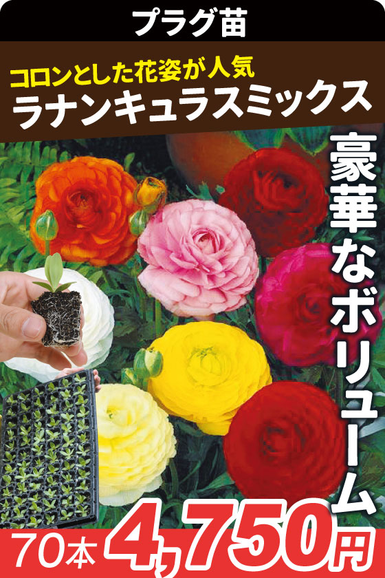 プラグ花苗 ラナンキュラスミックス