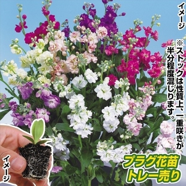 プラグ花苗 スプレイストックミックス 1トレー （70本入・花色無選別）