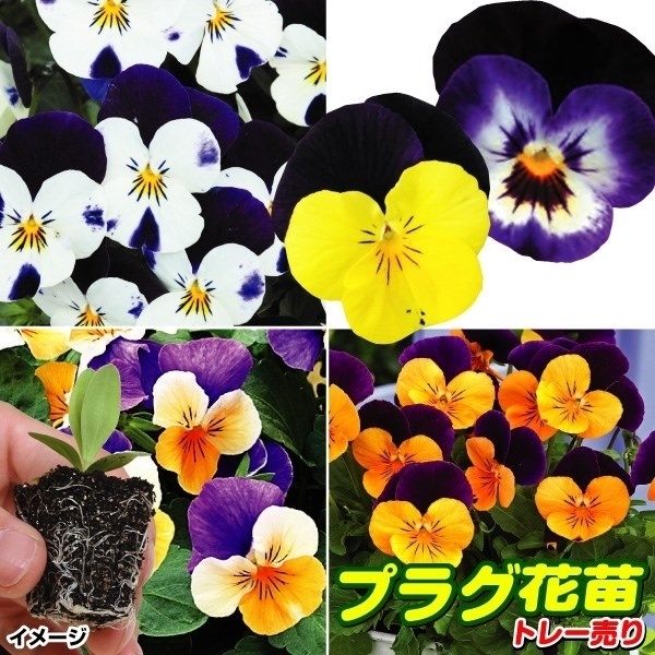 プラグ花苗 ビオラ ジャンプアップミックス 1トレー （70本入・花色無選別）