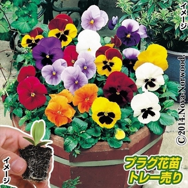 プラグ花苗 パンジーいろいろミックス 1トレー （70本入・花色無選別）