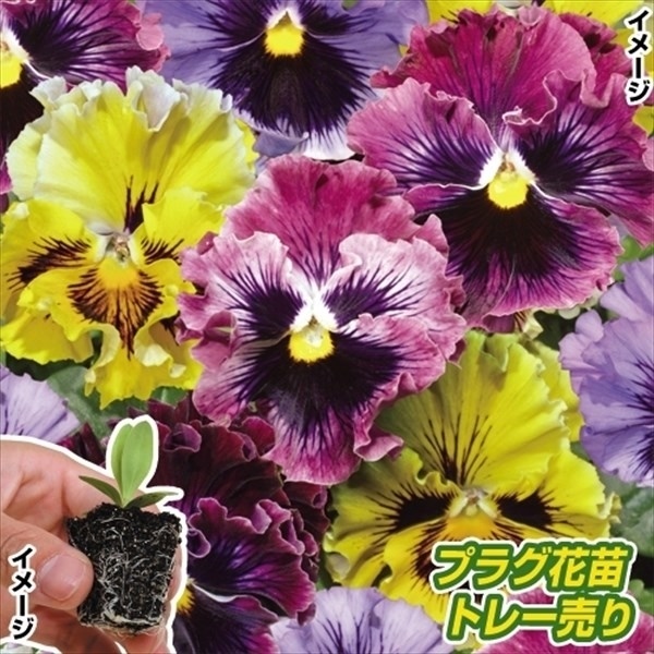 プラグ花苗 パンジーフリル咲ミックス 1トレー （70本入・花色無選別）