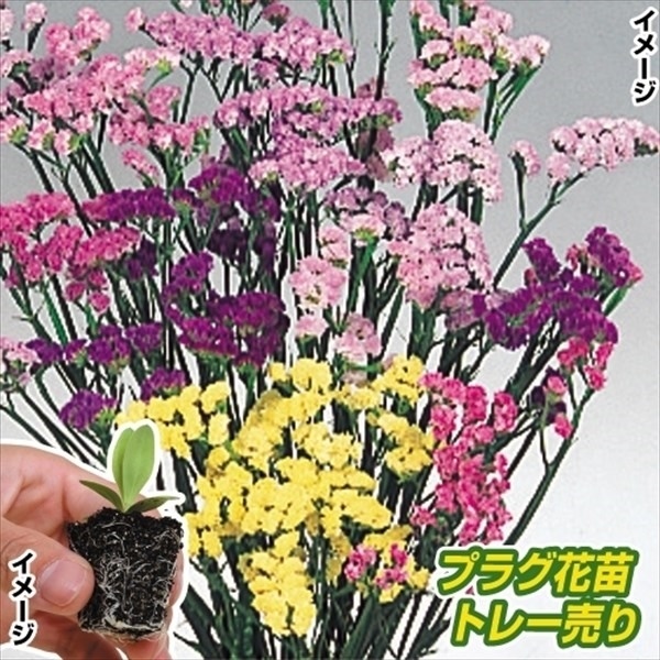 プラグ花苗 スターチスミックス 1トレー （70本入・花色無選別）