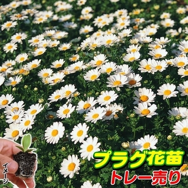 プラグ花苗 ノースポール（クリサンセマム パルドサム） 1トレー （70本入・花色無選別）