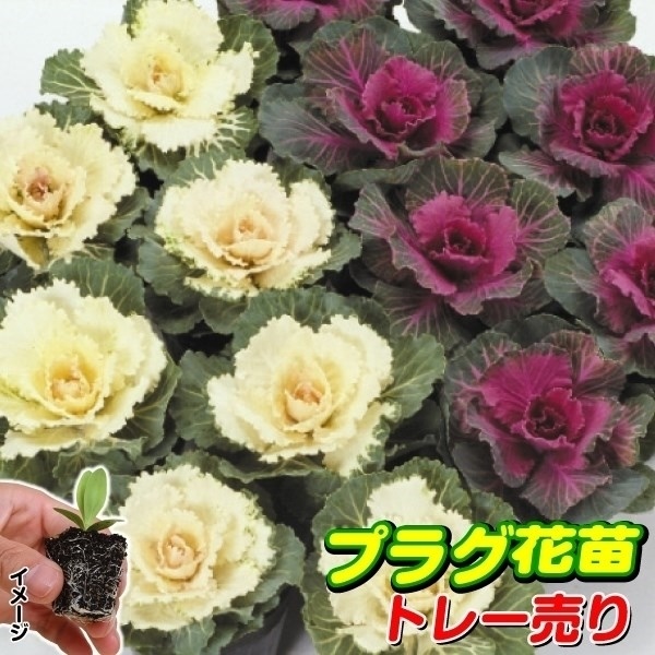 プラグ花苗 葉牡丹ミックス 1トレー （70本入・花色無選別）