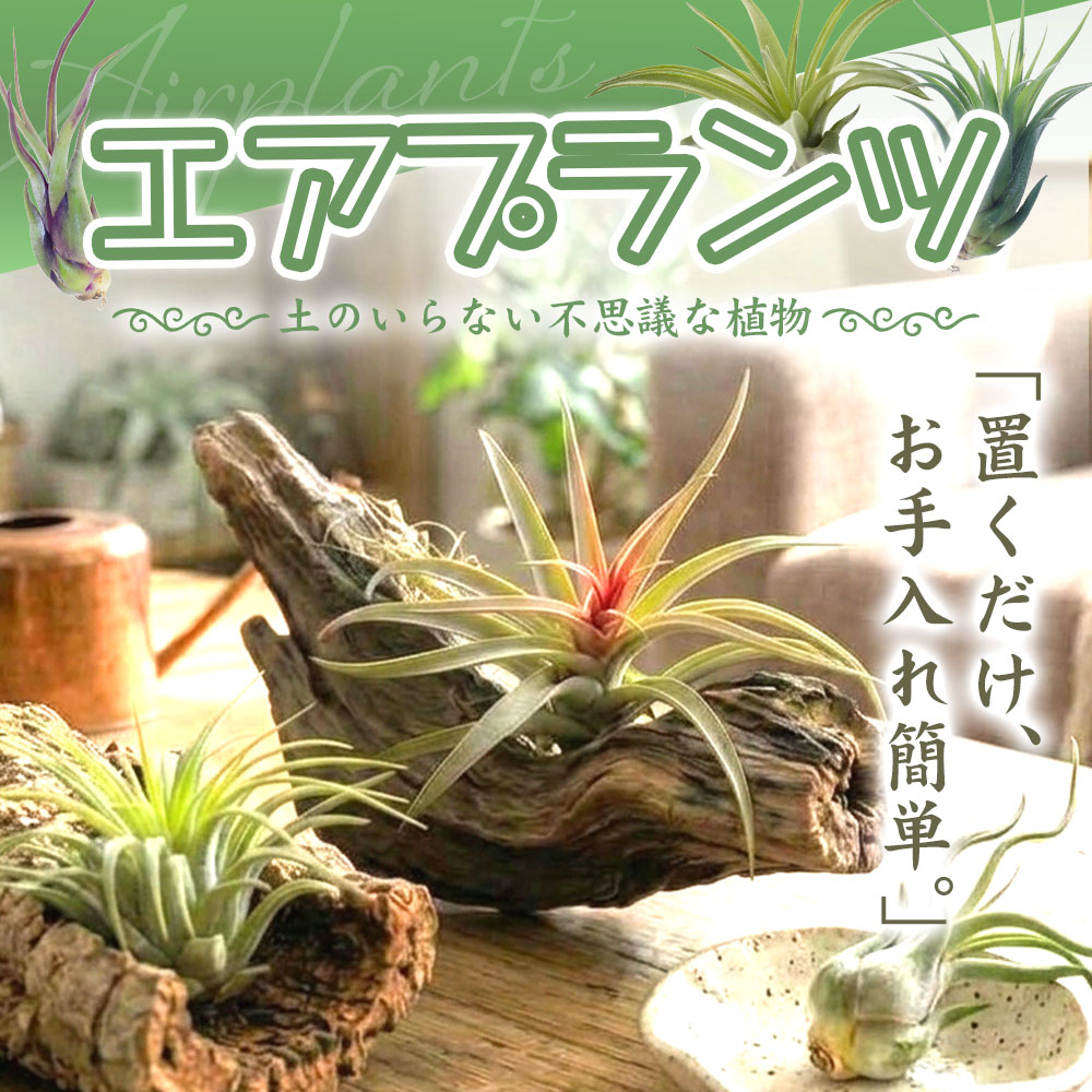 エアプランツ置くだけ、お手入れ簡単。