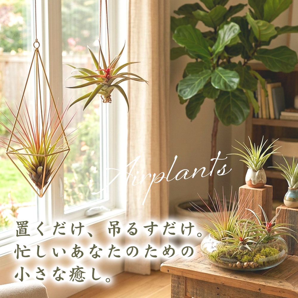 エアプランツ小さな癒し。