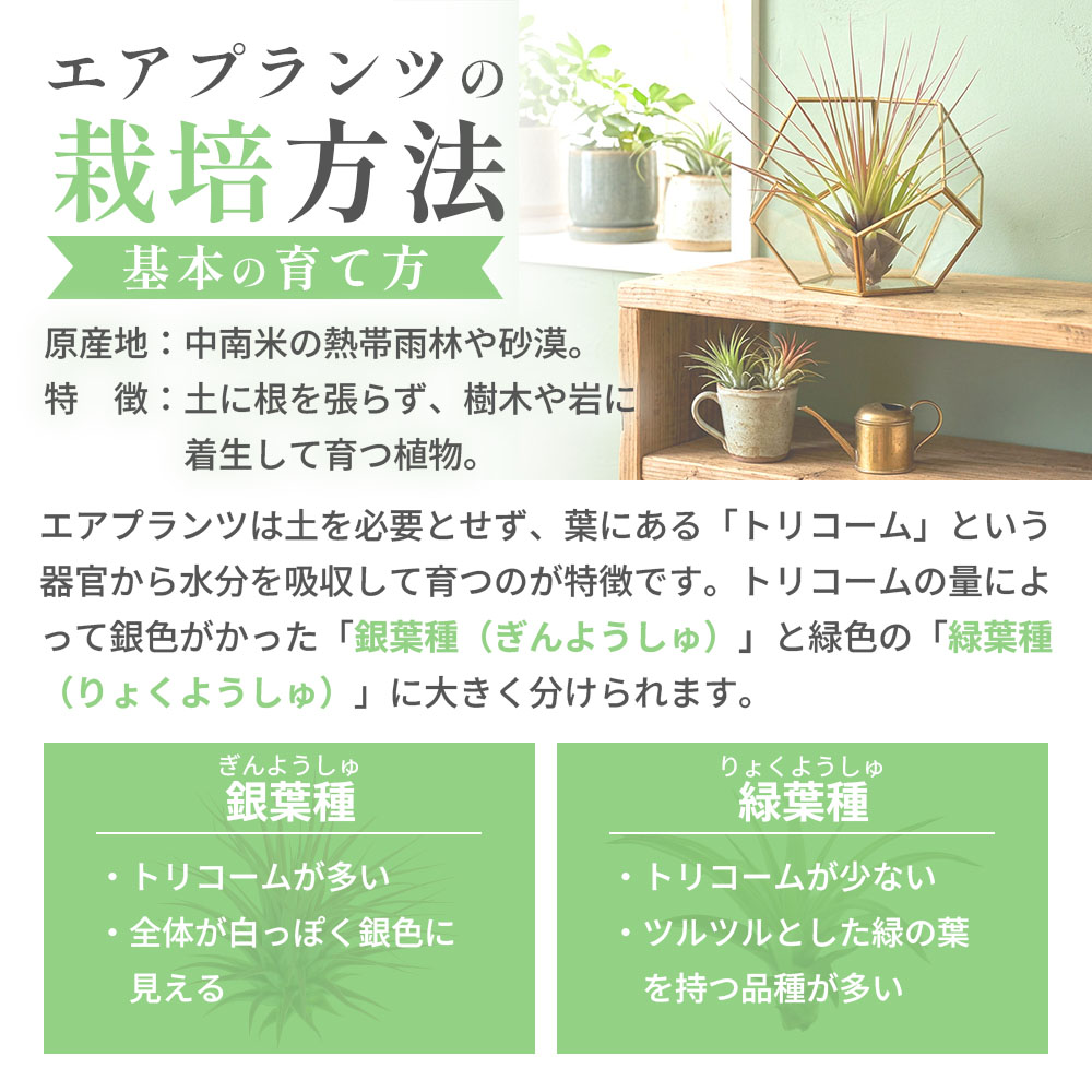 エアプランツ栽培方法