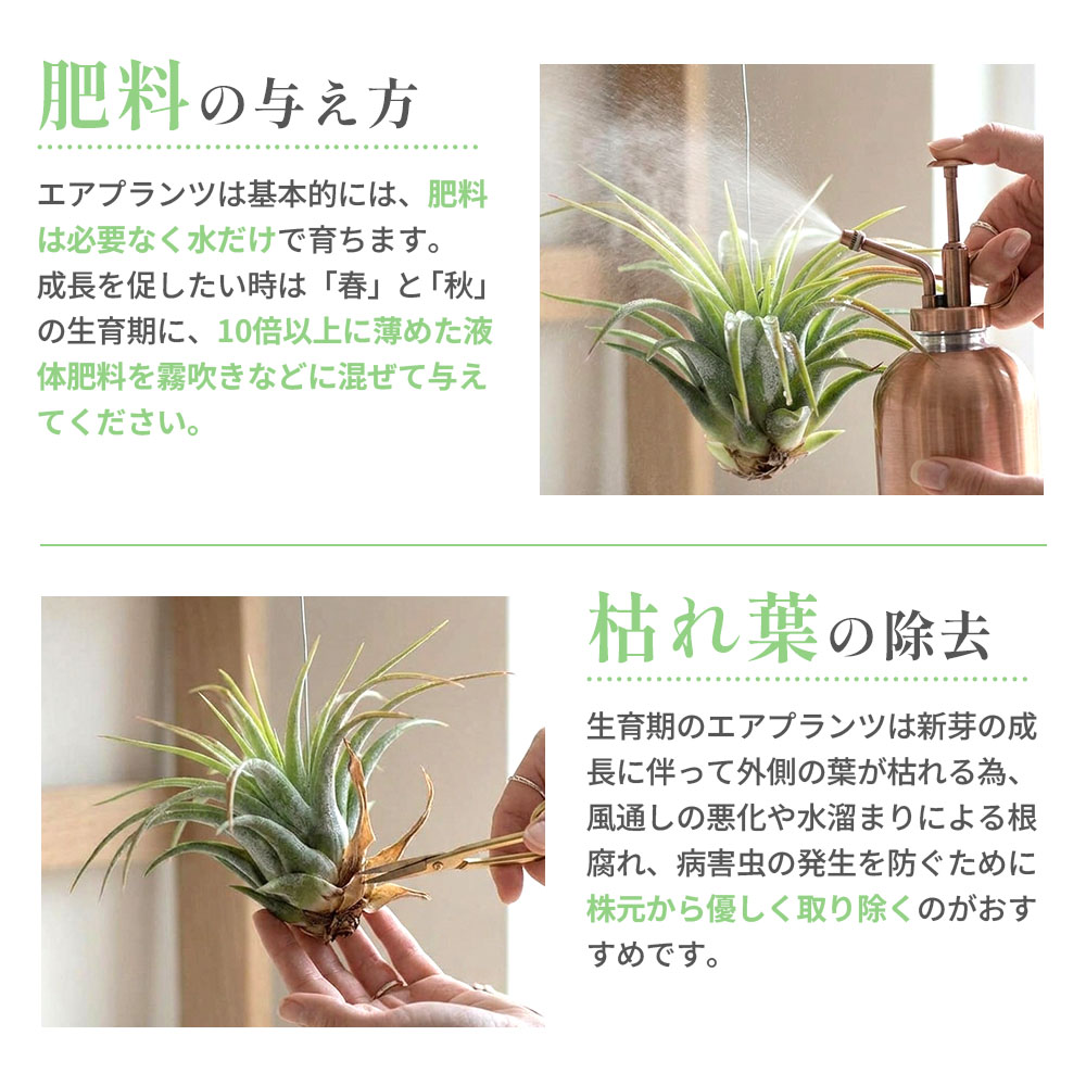 肥料・枯れ葉の除去