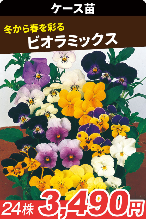 ケース花苗 ビオラミックス
