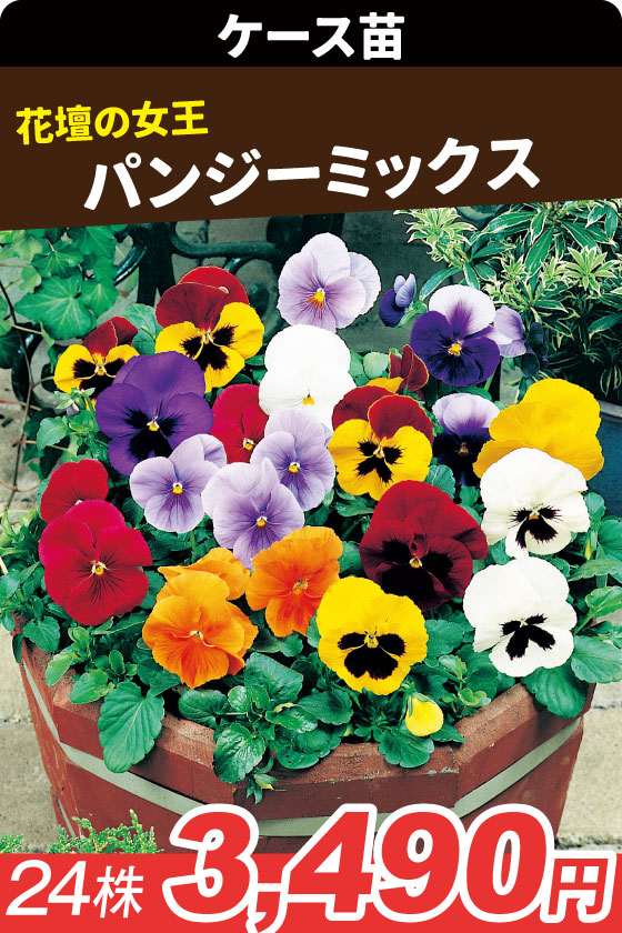 ケース花苗 パンジーミックス