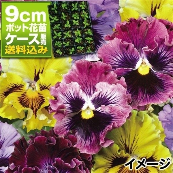 ケース花苗 パンジーフリル咲ミックス(無選別)