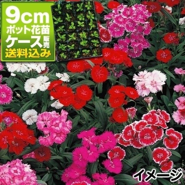ケース花苗 ナデシコ テルスターミックス(無選別)
