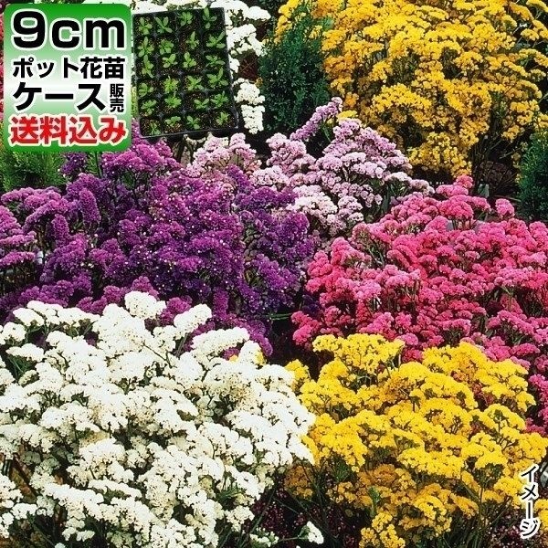 ケース花苗 スターチスミックス(無選別)
