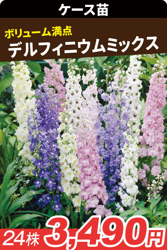 ケース花苗 デルフィニウムミックス