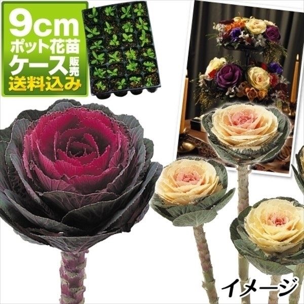 ケース花苗 葉牡丹高性ミックス(無選別)