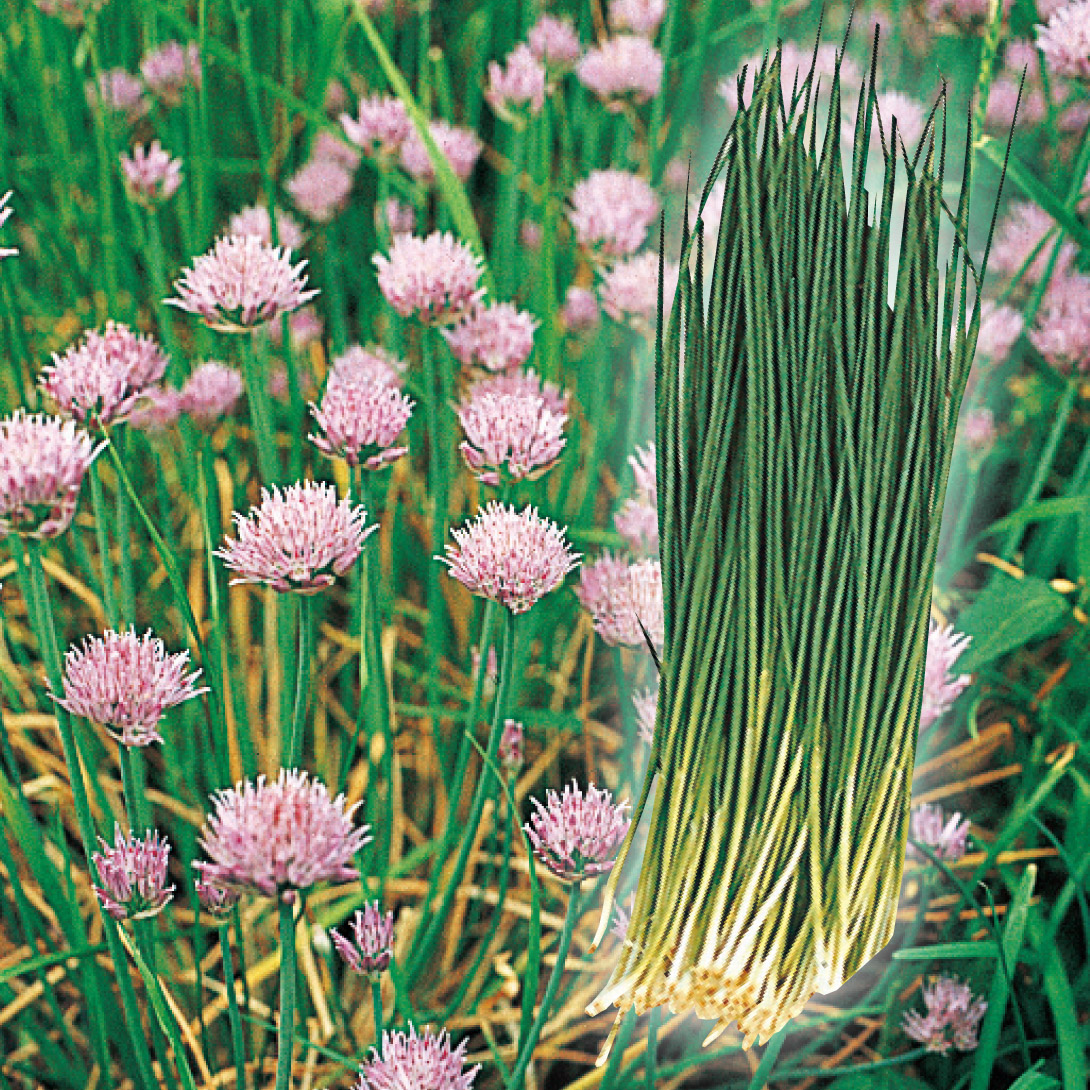 ネギ苗 葱種球 あさつき 300g